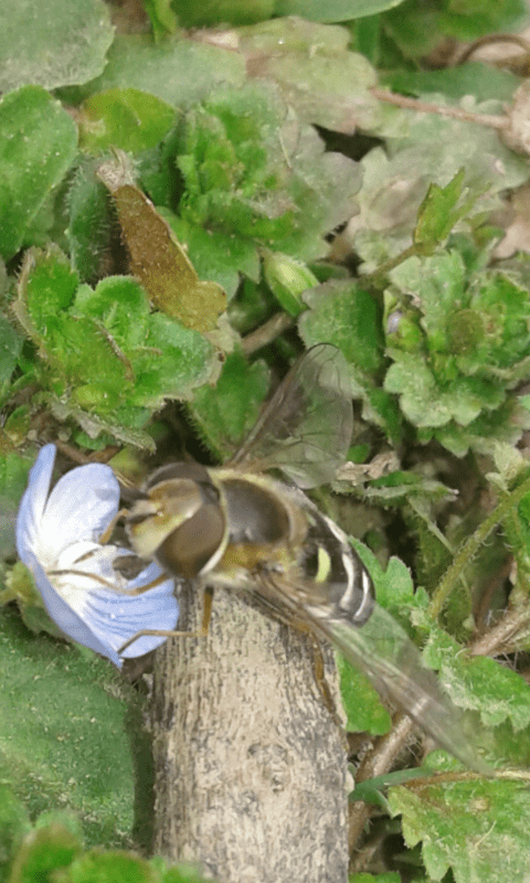 Syrphidae : Scaeva selenitica